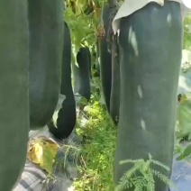 海南冬瓜大量供应，全国代发