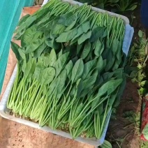 波菜
