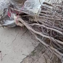 冬枣树苗
