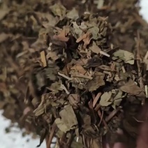 鱼腥草