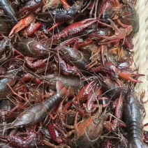 小龙虾