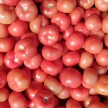 西红柿🍅