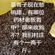 蔓荆子