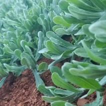鼠曲草草