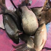黄金鲫鱼