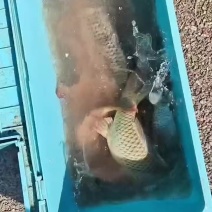 卖鲤鱼