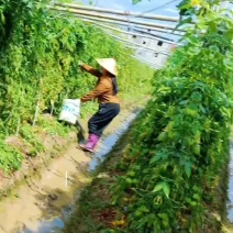 草莓番茄