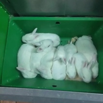 种兔，满月兔，商品兔