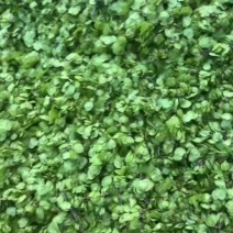 精品榆钱，