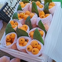 枇杷一件代发园区直供