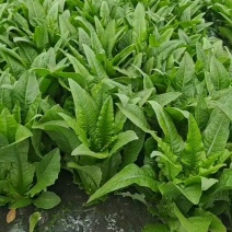 油麦菜