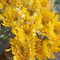 广州菊花全国发货欢迎合作