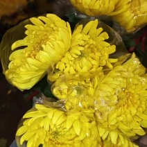 广州菊花全国发货欢迎合作