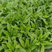 油麦菜