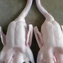 精品黑棕鹅