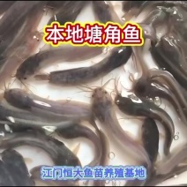 优质本地塘鲺鱼苗/塘角鱼，长得快，抗病强，一手货源，全国发货