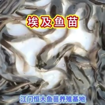 优质埃及鱼苗，长得快，成活高，渔场直供，大量批发，欢迎来电