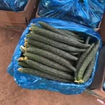 夏邑密刺黄瓜箱装精品