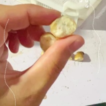 肥嘟嘟商品虫，