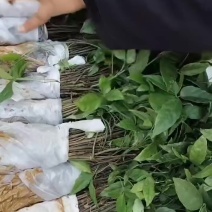 三叶青训化苗