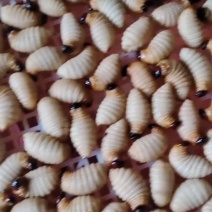 新鲜竹笋虫冻虫，活虫