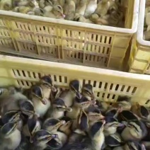 【牛商】大种麻鸭苗,厂家直销，欢迎联系，质量保证