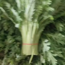 茼蒿
