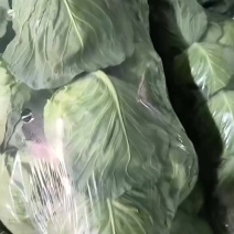 徐州甘蓝大量上市中