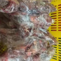 二级鸽子4-5两的，单只套袋6000只
