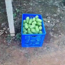 自产佛手瓜