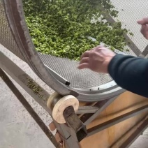 精品野生榆钱