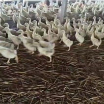 三花四季脱温鹅