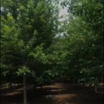 苗圃大量出售12公分娜塔栎