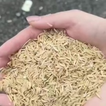 稻壳
