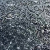 网箱鲤鱼