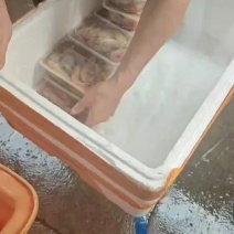 北海码头直发大头虾白虾蛎虾电商平台团购直播供货家庭装