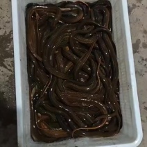 鳝鱼一条一斤以上