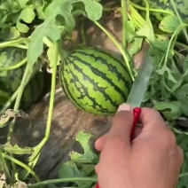 小糖丸西瓜，吊瓜，地爬瓜，一瓜一号品质保证，潍坊产地