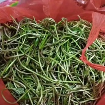 鄱阳湖野生芦篙