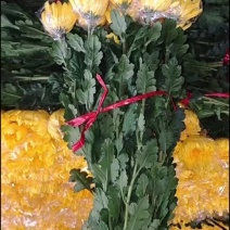 广州菊花全国发货欢迎合作