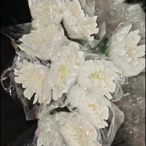 广州菊花全国发货欢迎合作