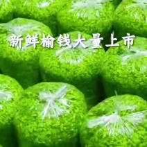 榆钱新鲜榆钱野生榆原生态农产品春天的第一美味营养成分丰富