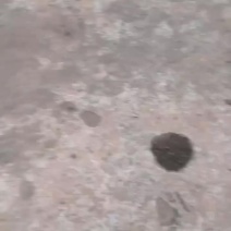鱼塘活鱼