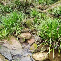 湘西野生石菖蒲种苗