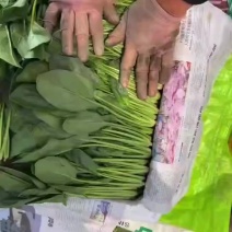 高杆菠菜菠菜菠菜