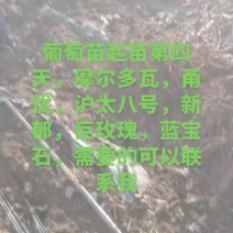 葡萄苗