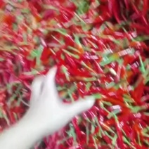 大量供应海南红小米椒电商货