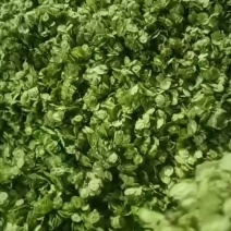 榆钱上量大叶片一分价钱一分货打冷10斤袋中间冰瓶
