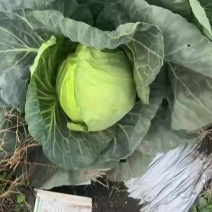 甘蓝包菜