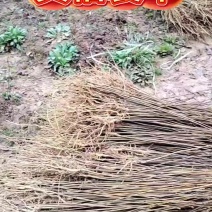 黄柏清土